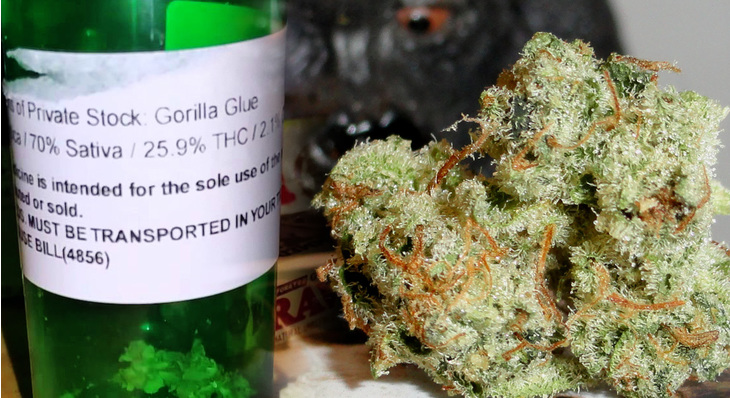 different types of gorilla glue weed