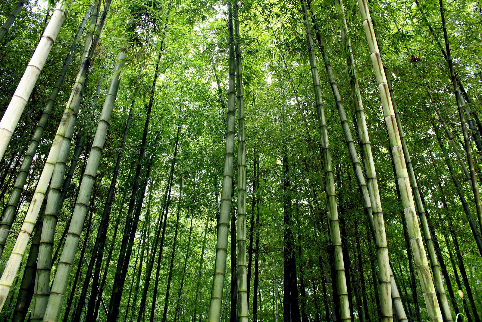 The Economic and Social Utility of Hemp and Bamboo  in China 