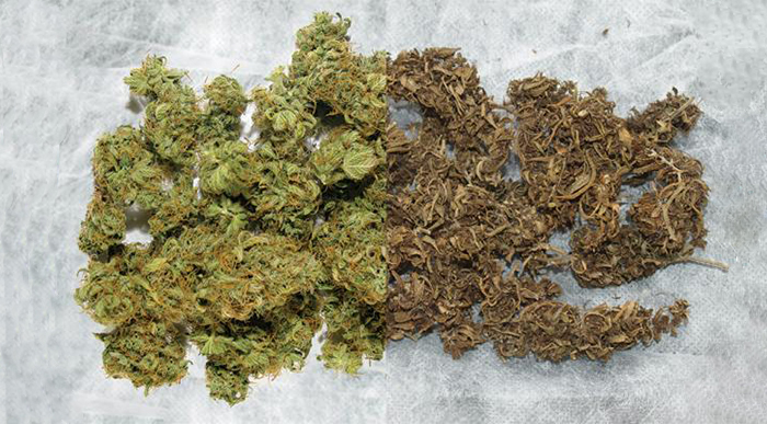 Low, Mid, and High-Quality Types of Weed — What's the Difference?