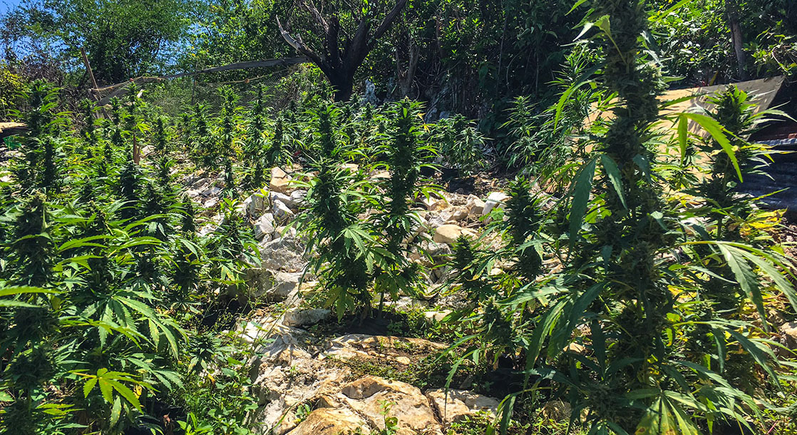 Day Tripping: Photos of Orange Hill, Jamaica’s Marijuana Mecca - CULTURE