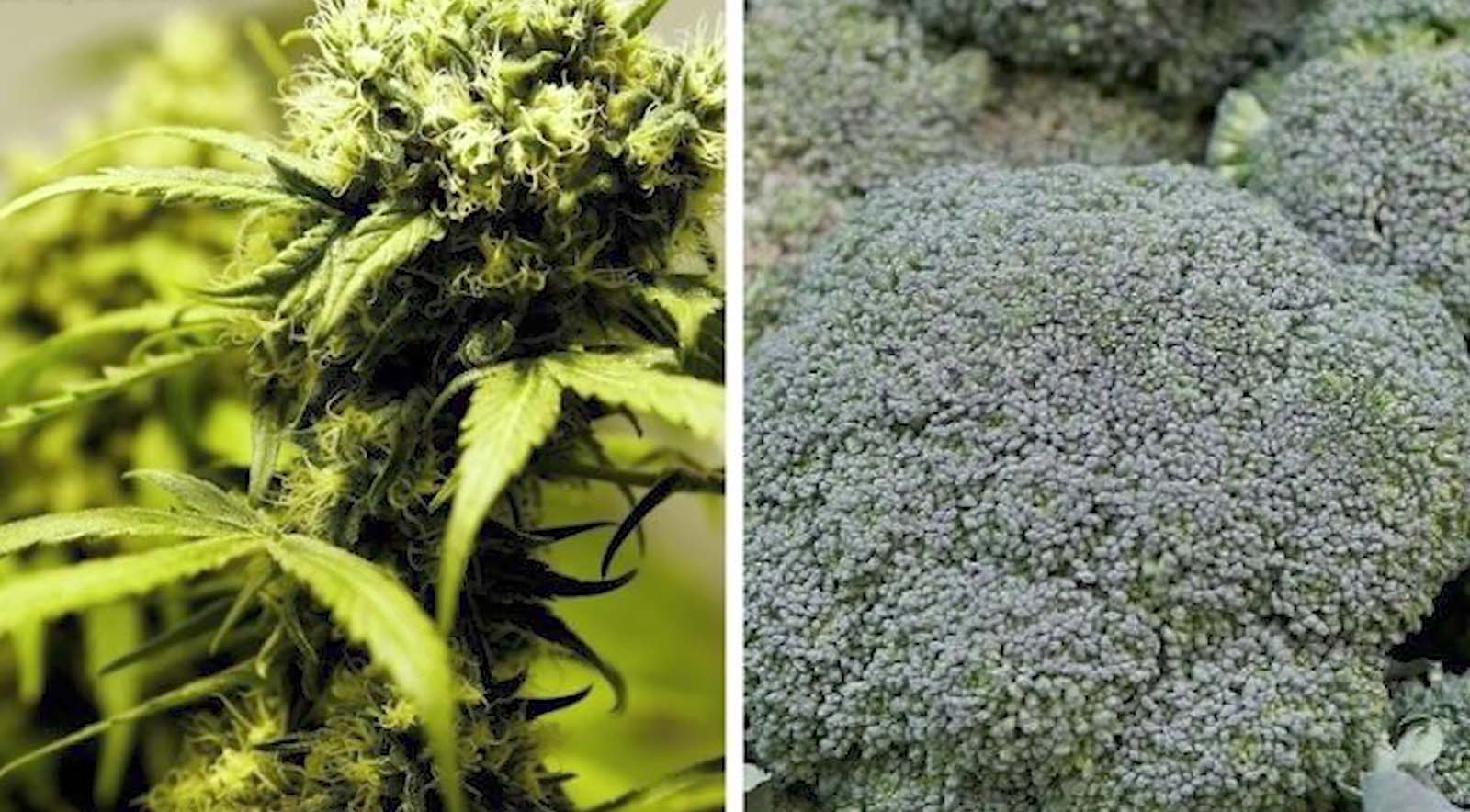 Smoke Your Greens: How Weed Dealers Duped Customers Into Buying Broccoli