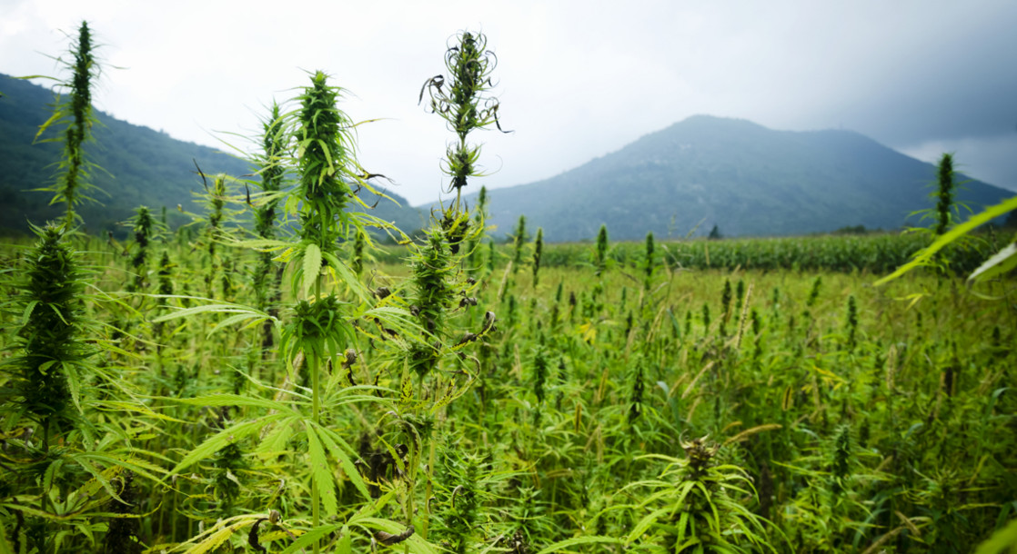 California and Colorado Team Up to Uncover the Genetics of Hemp