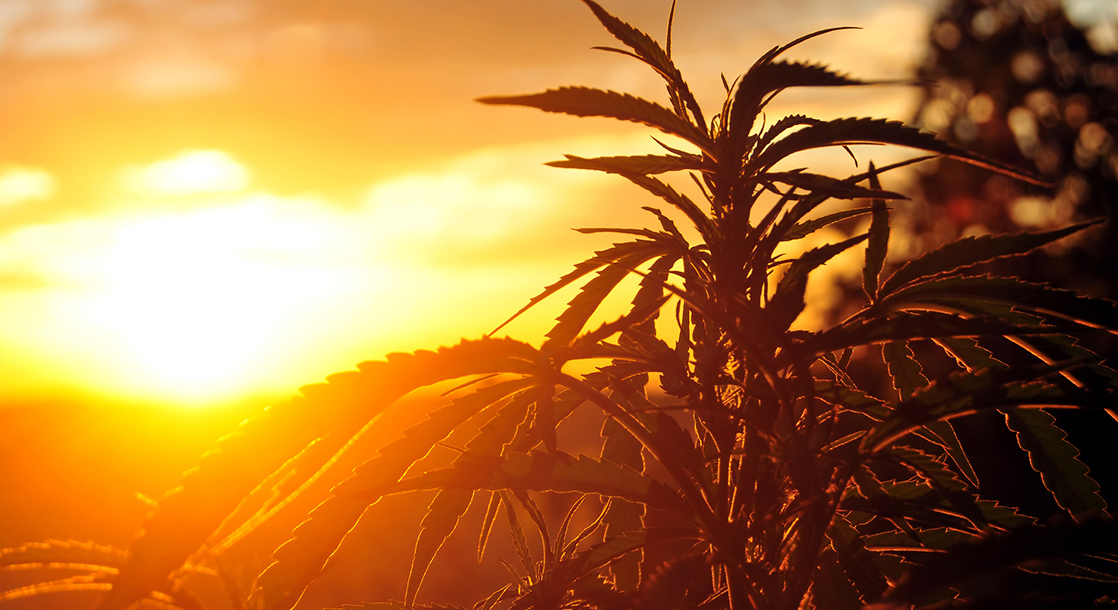 Happy Legalization, California: Two Longtime Growers Reflect on the End of an Era