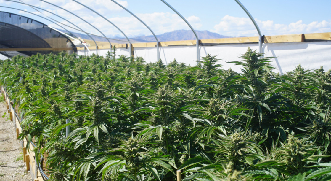California Cannabis Growers Are Suing the State Over Legal Loophole for Large Marijuana Farms