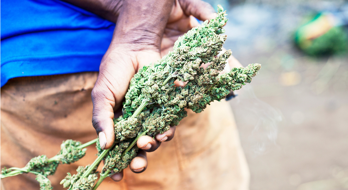Is Legal Cannabis Coming to the Caribbean?