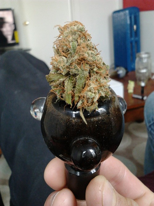 1566597345811_dank-medical-marijuana-in-bowls-thcfinder.jpg