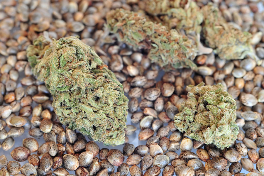 photo of Here's What You Need to Know About Buying Premium Marijuana Seeds image