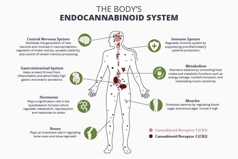 1570224021994_How_the_Endocannabinoid_System_Works.png