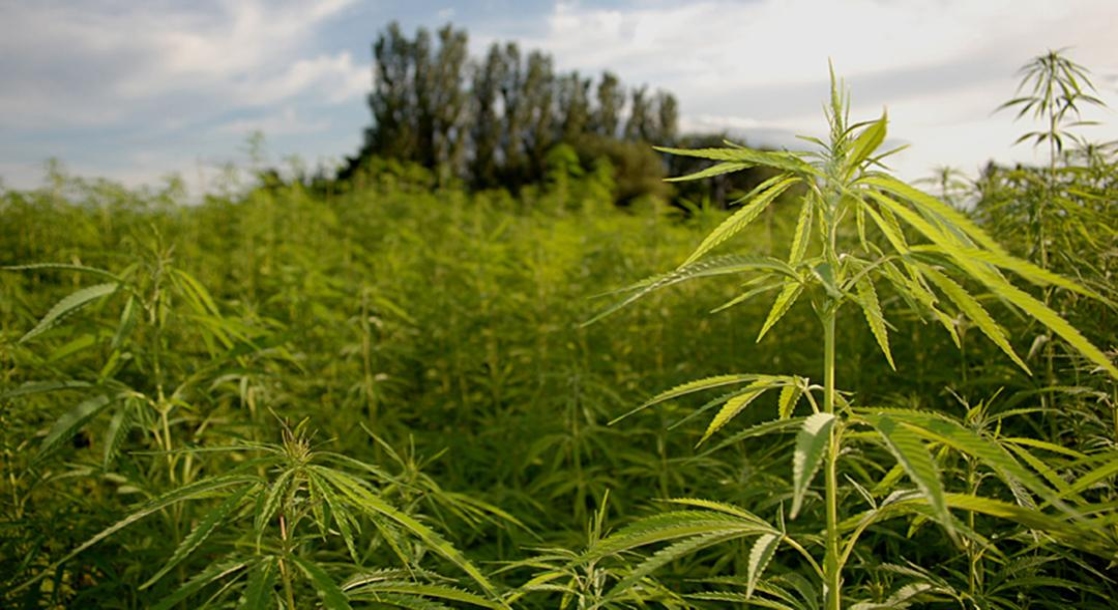 photo of CBD the Cash Cow: Hemp Industry Expected to Top $23 Billion by 2023 image