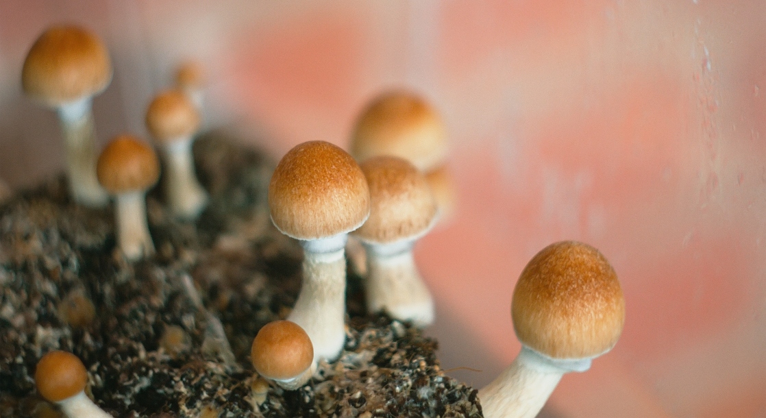 photo of Researchers Just Discovered New Psychoactive Compounds in Magic Mushrooms image