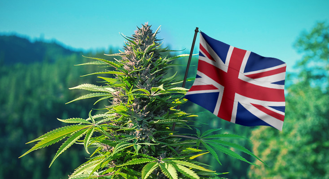 Image result for cannabis laws in the UK