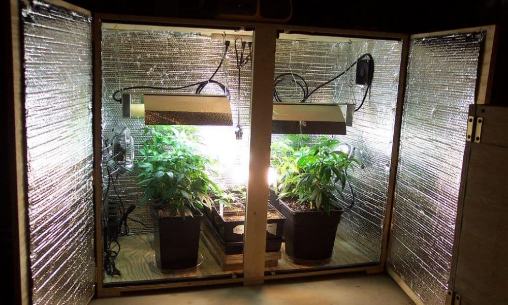 бокс для выращивания марихуаны