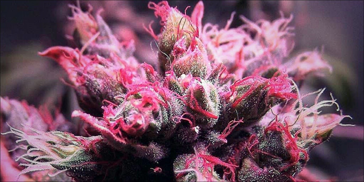 What Are the Most Colorful Weed Strains and How Do They Get Their Hues? 