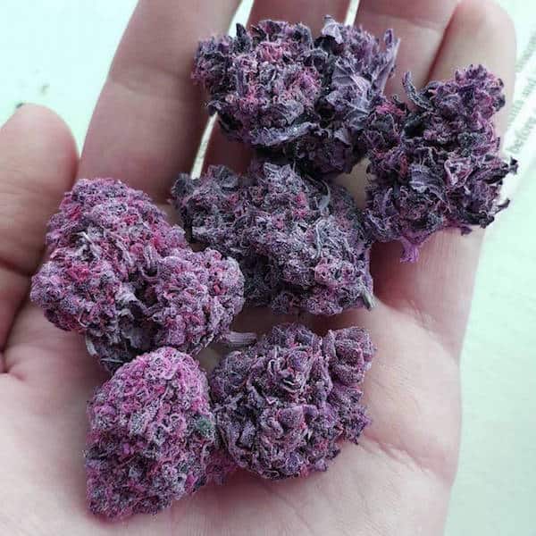 real purple weed