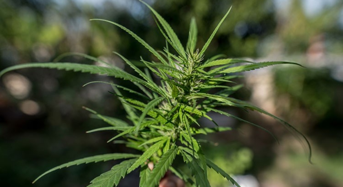 What Is “Thai” Weed and Why Do Cultivators Love This Landrace Strain?