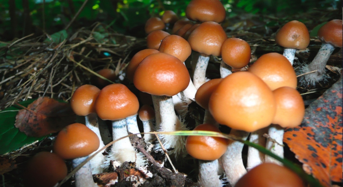 photo of Oregon Residents Will Officially Vote on Legalizing Psilocybin Therapy This Fall image