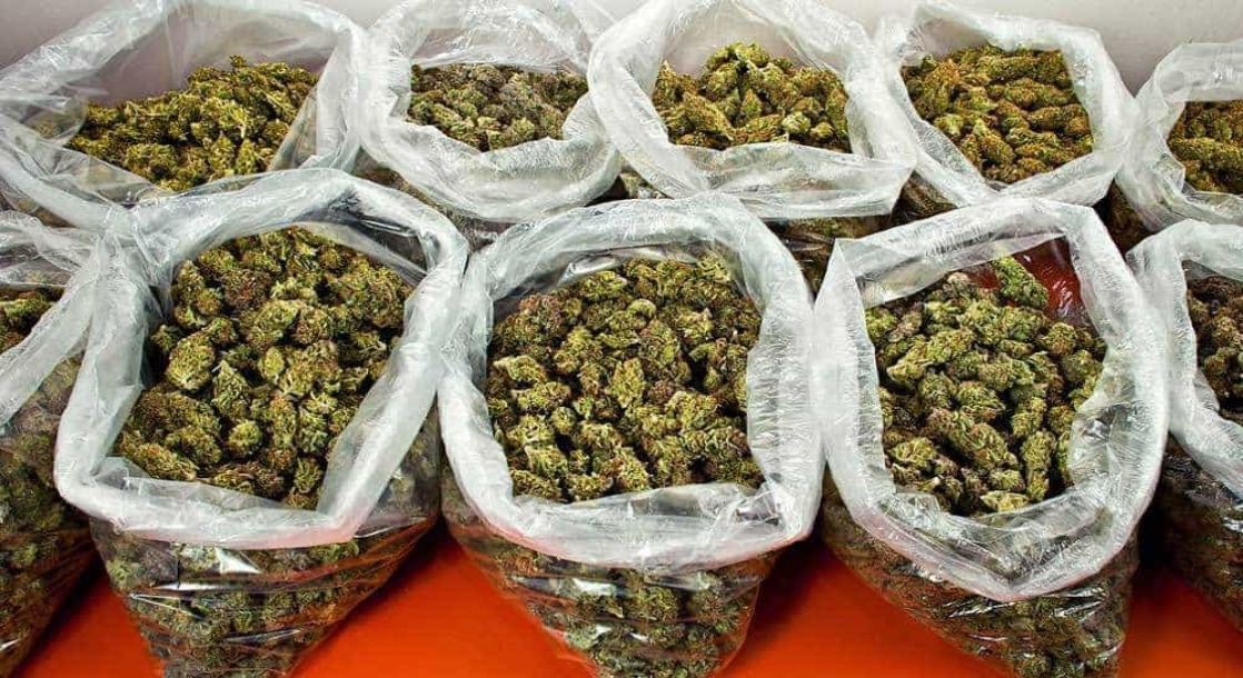 Pot 101: How Many Ounces Are in a Pound of Weed?